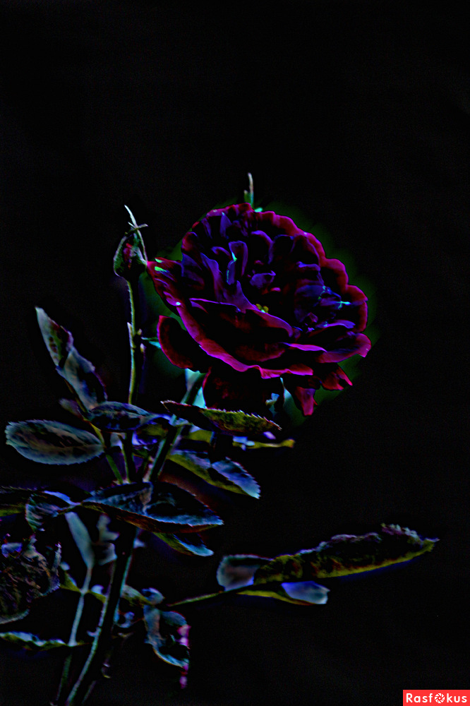 роза в нашем саду
