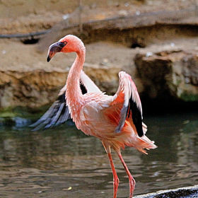 розовый фламинго-дитя заката